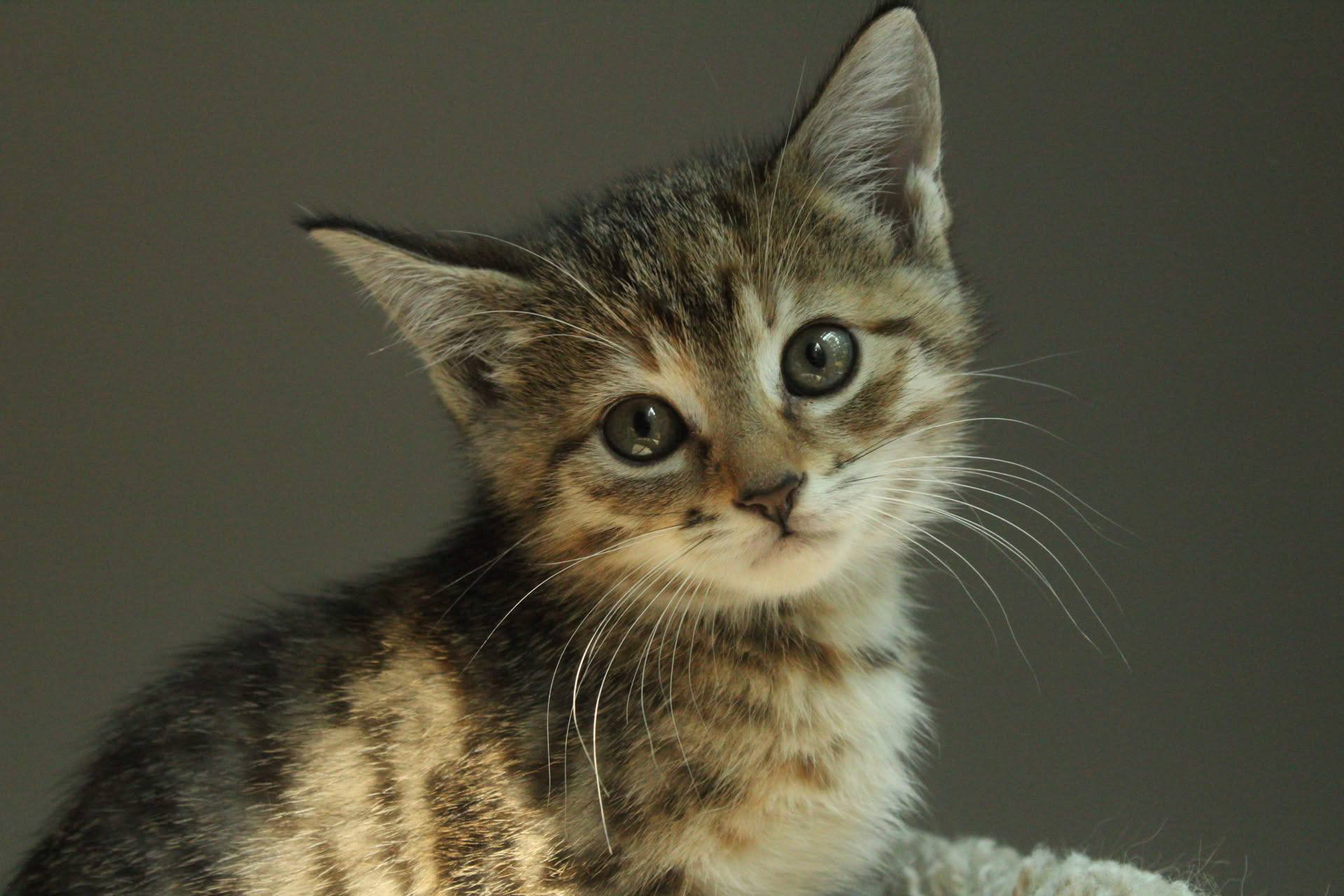 Picture of a tiny stream